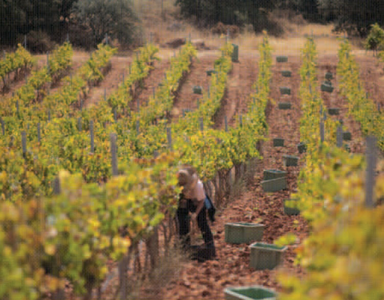 Ronda Is On A Roll - Home & Lifestyle Magazine