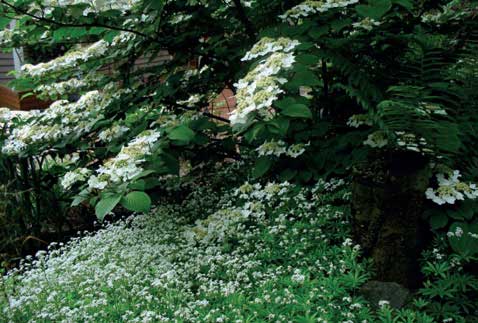 Gardens with Fewer Colours - Home and Lifestyle Magazine